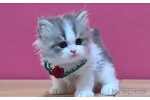 成約済の東京都のスコティッシュフォールド-105328の4枚目